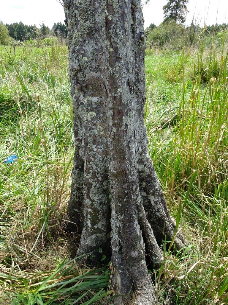 Damage to trunk