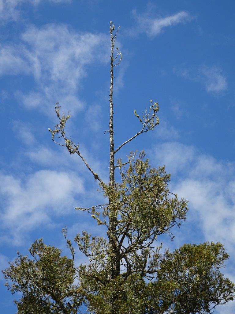 Canopy leaves of tree