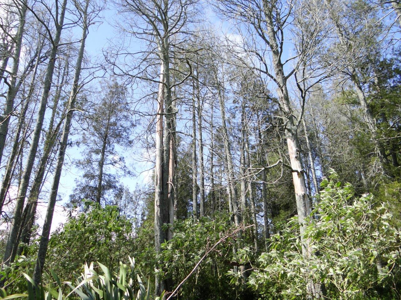 Canopy leaves of tree