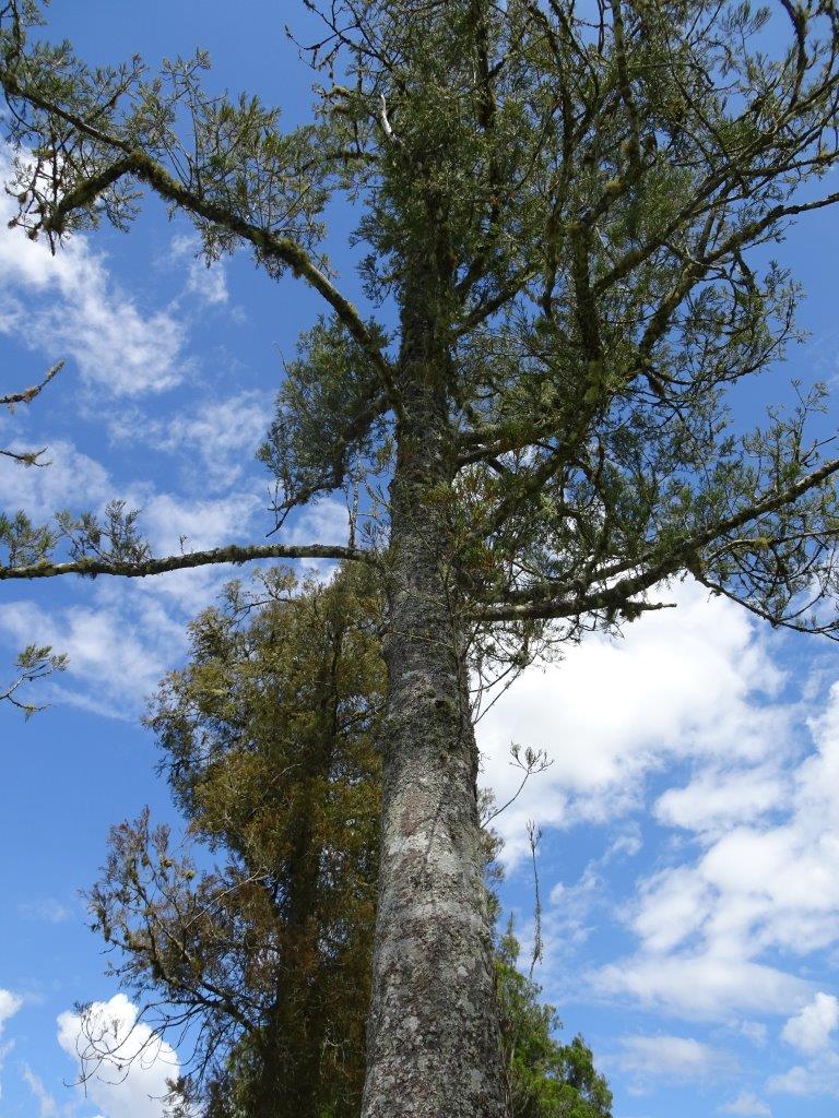 Canopy leaves of tree